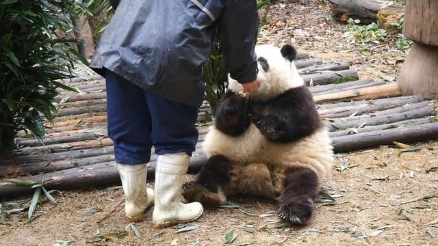HeHua: Today is a cheat day.. Just give me the apple Grandpa, no training! 😂😂 смотреть онлайн