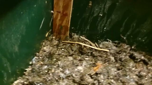 CFT Corrected Feeding Method - video 2 - 210715 - MOV 0154 смотреть онлайн