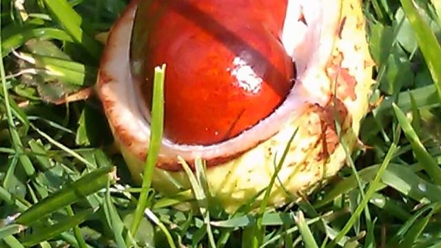 Albatross - Fleetwood Mac