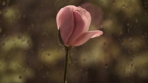 Макс Вертиго & Натюн - Дождь, падают капли