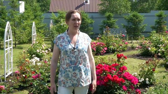 Обзор лучших сортов роз для Урала смотреть онлайн