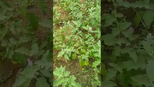 Brinjal contains niacin, riboflavin,thiamin,vitamin A, C, K, B6 смотреть онлайн