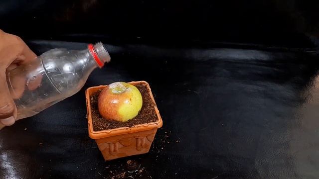 Unique Skill How to grow apple tree from apple fruit || How to make an apple tree easily from apple смотреть онлайн