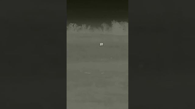 Просто кабанчик идет по своим делам смотреть онлайн