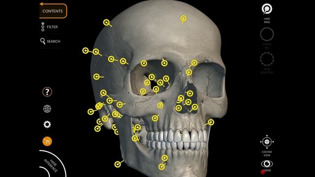 The Skeleton 3D Atlas App смотреть онлайн