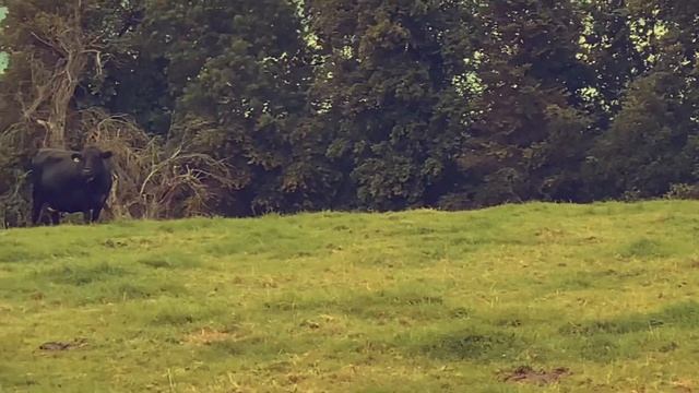 Oldest apple tree in UK?? смотреть онлайн