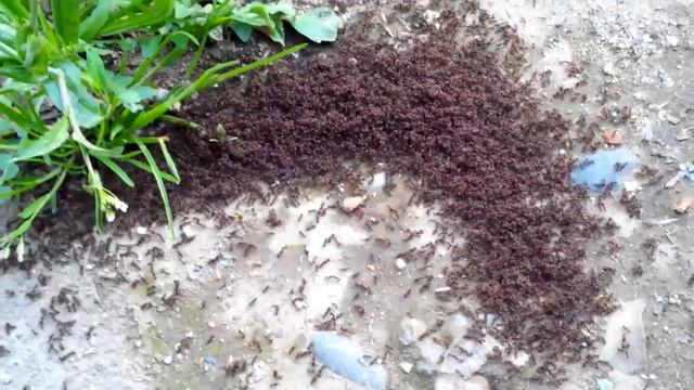 Муравейник весной смотреть онлайн