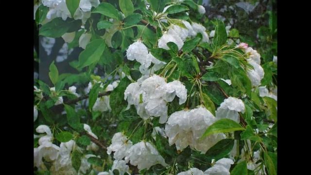 Apple Tree Blossoms смотреть онлайн
