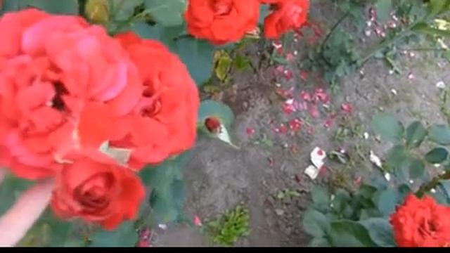 Верона Шумилова, Букет мне алых роз..., муз. и исп. #СамуилФрумович смотреть онлайн