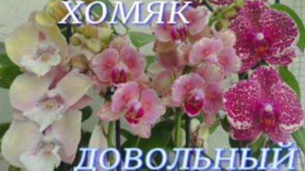 №947/ Ох и НАКУПИЛА!!! Хомяк ДОВОЛЬНЫЙ.