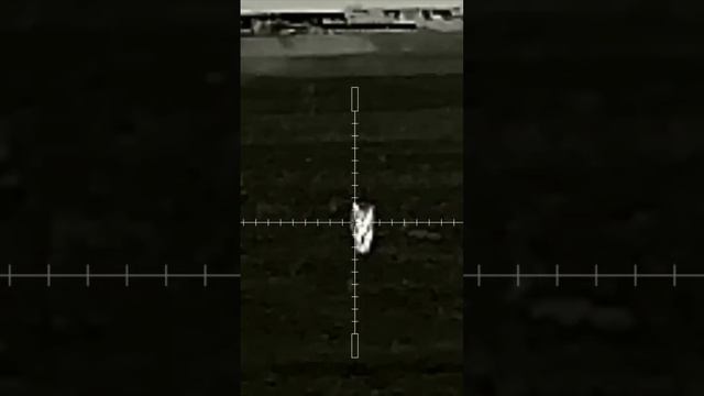 Охота на шакала в Волгоградской области продолжается смотреть онлайн