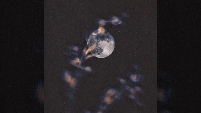 The Moon Looks Pretty Tonight смотреть онлайн