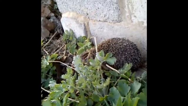 Приключения ёжика ! ! ! смотреть онлайн