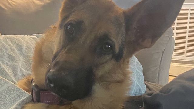 Our German Shepherd girl “Apple” whom we love so much! смотреть онлайн