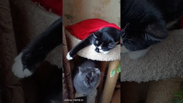 Как Цезарь с Брутом поссорились или как Кот Барсик кошечку Дарск на лежанку не пустил. смотреть онлайн