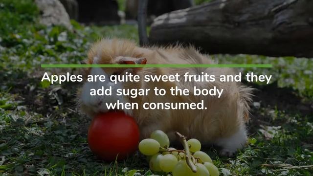 Can Guinea Pigs Eat Apples? | WHAT YOU NEED TO KNOW смотреть онлайн
