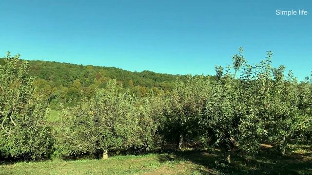 Apple Picking in Orchard | அமெரிக்காவில் Apple Picking | UPick Farm in USA - 2022 #applepicking #us смотреть онлайн