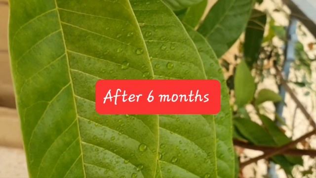How to grow Ramphal /Red custard apple in pot / balcony garden from seed-simple method |Dr.pratap k смотреть онлайн