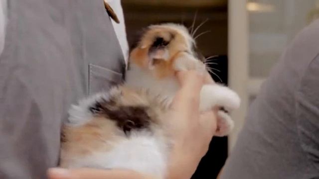 Я хотел бы стать котом..., Стихи Елисей Липатов, муз. и исп. #СамуилФрумович смотреть онлайн