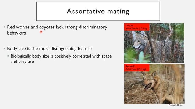 Ecology, Management, and Recovery of Red Wolves in Eastern North Carolina, with Joseph Hinton, Ph.D смотреть онлайн
