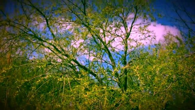 Fiona Apple pure imagination kenny gray edit fan music video смотреть онлайн