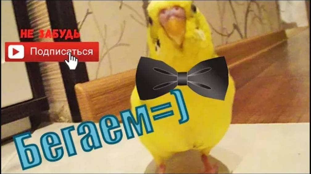 Как ходит и бегает волнистый попугай? Смешно бегает попугай) смотреть онлайн
