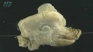 Биология. Внутренние паразиты животных и человека