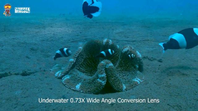 Divevolk Seatouch 3 Pro & AOI UWL-03 Underwater Photography смотреть онлайн