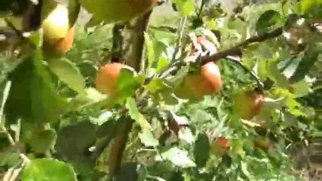 My friend John Keyes has [apple trees] problems смотреть онлайн