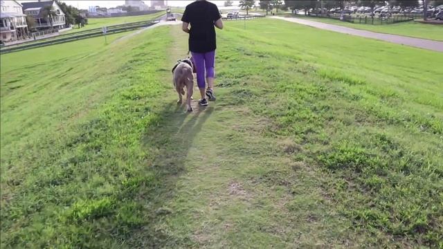 XL American Bully 30 Day Challenge Day 20 ( Comparing Apples To Oranges ) смотреть онлайн