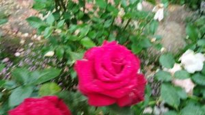 Гуляю по розам перед грозой