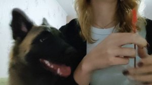 ASMR Коллаб с собакой(визуальные триггеры, таппинг)