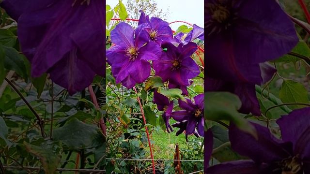 Клематис "Синее пламя" всегда с сюрпризами