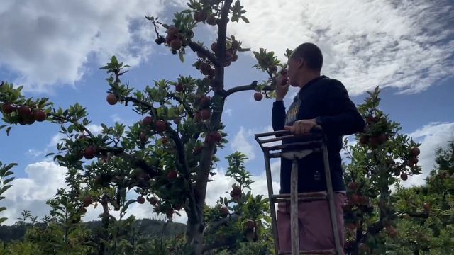 Unlimited Apples!🍎 Apple Picking Experience In New Zealand [Pinoy in New Zealand] смотреть онлайн