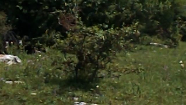 DSCN3329ЛОТОСЫ КИЗИНКА МОСТОВСКИЙ РАЙОН ИЮЛЬ 2020