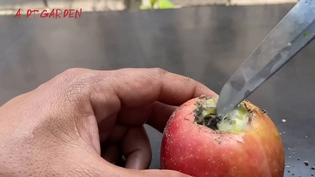 Unique skills growing banana tree from seeds and apple tree from fruit,how to grow banana tree смотреть онлайн