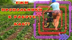 Как полоть картошку мотоблоком. Ежи пропольники в работе