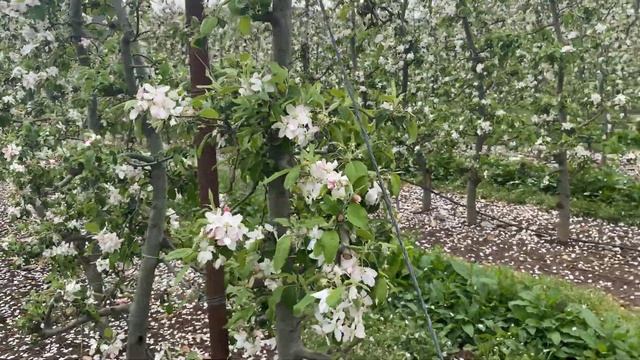 GRANNY SMITH CHALLENGER® APPLE VARIETY. BLOSSOM STAGE. смотреть онлайн