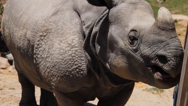 Rhinoceros - Eating Carrots - 3/4 View - HD - Animation Video Reference смотреть онлайн