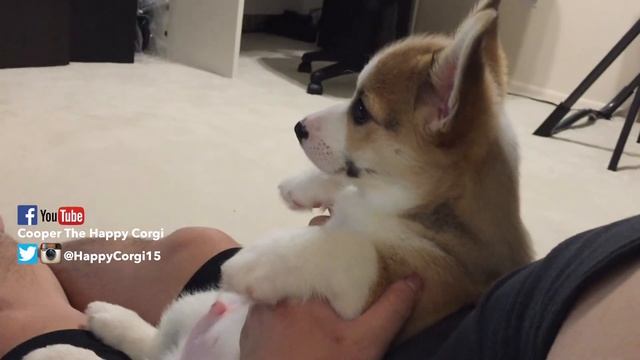 CUTE CORGI PUPPY WATCHING OTHER DOGS ON YOUTUBE смотреть онлайн
