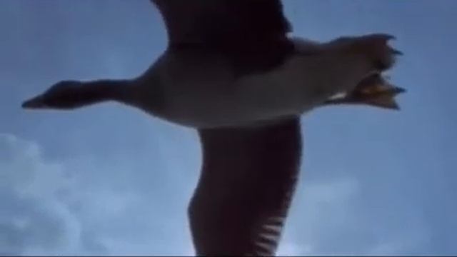 Елисей Липатов, Бабье лето..., муз. и исп. #СамуилФрумович смотреть онлайн