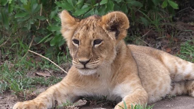 Zerrin Özer - Basit Numaralar смотреть онлайн