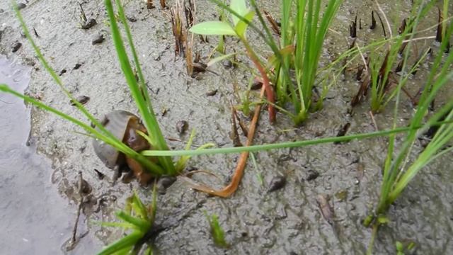 How can the Golden Apple Snails do Weed (Fimbristylis miliacea) Control? смотреть онлайн