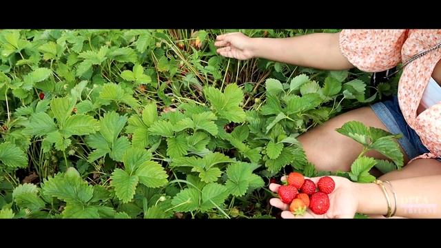 Enjoying unlimited farm-fresh strawberries for free | Summer activity in Finland | 4K video | Ep 06 смотреть онлайн