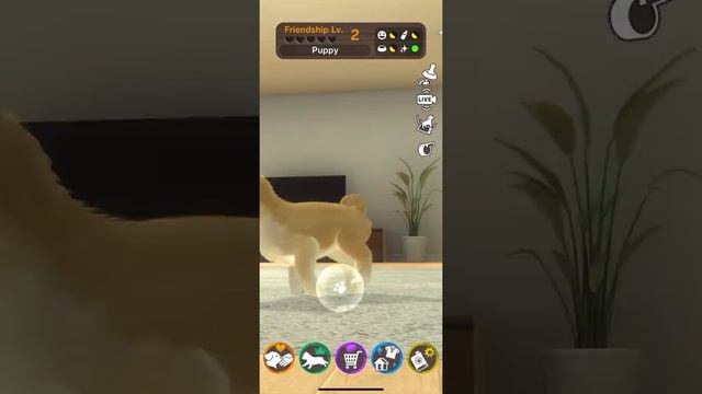 WITH MY DOG | iOS | Global | First Gameplay смотреть онлайн