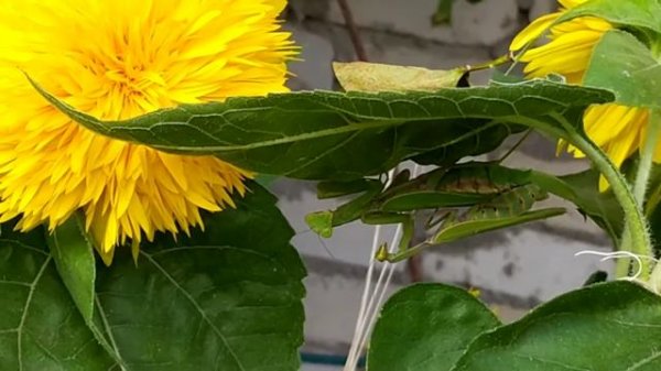 Спаривание богомолов