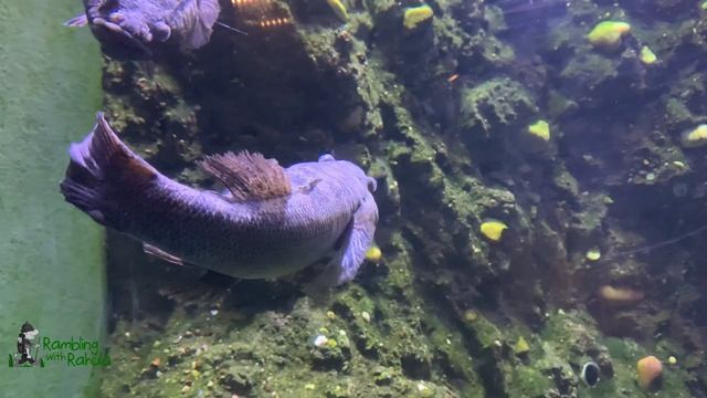 Cairns Aquarium | Rivers and Billabongs | Far North Queensland Travel | 4K смотреть онлайн