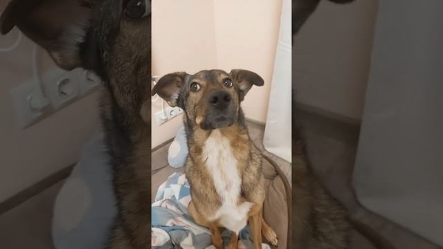 ОЙ ЕМАË НАМ ПО РАДИО