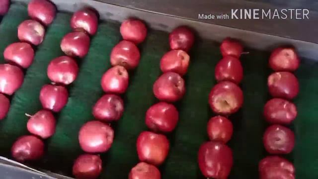 We can produce quality apple in Royal delicious| смотреть онлайн
