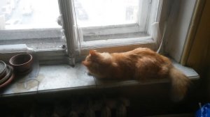 Шмель залетел